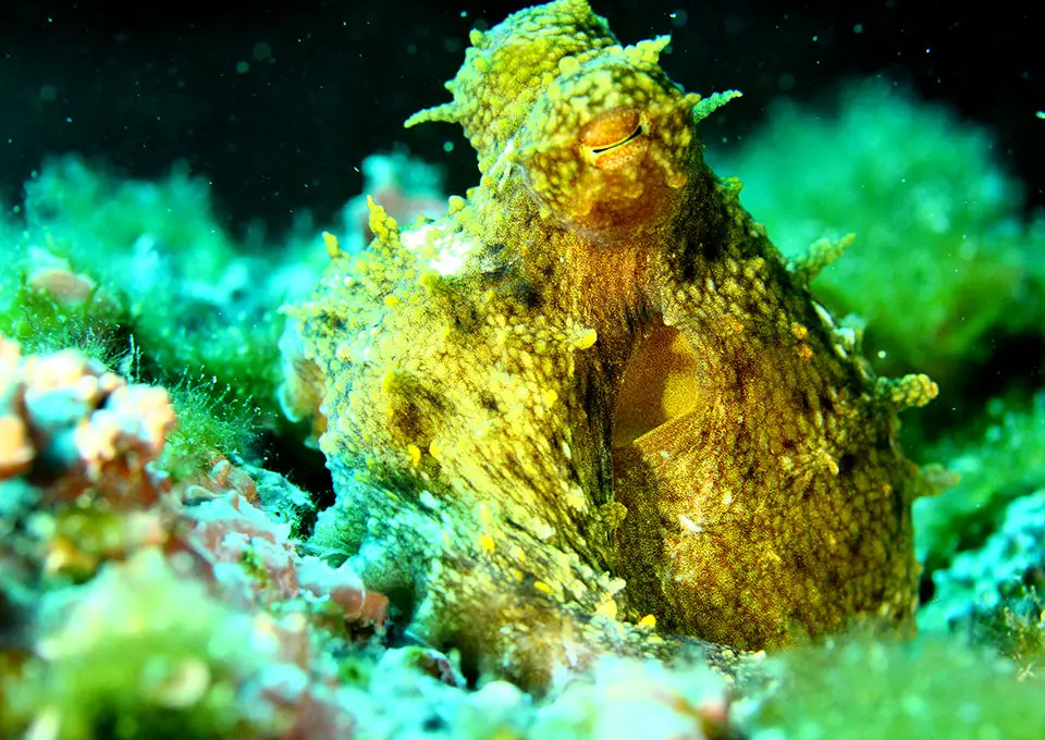 Octopus underwater at night in Montenegro